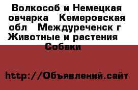 Волкособ и Немецкая овчарка - Кемеровская обл., Междуреченск г. Животные и растения » Собаки   